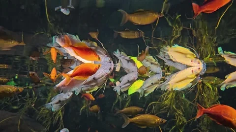Freshwater rainbow fish underwater Stock Footage 295231069