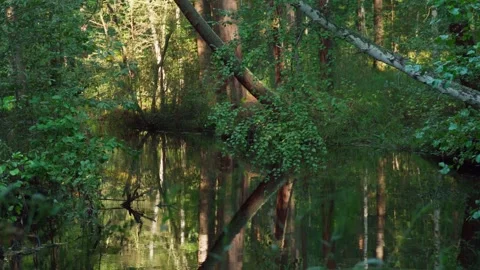 A freshwater river flowing through the forest. A calm scene. Stock Footage 283082835