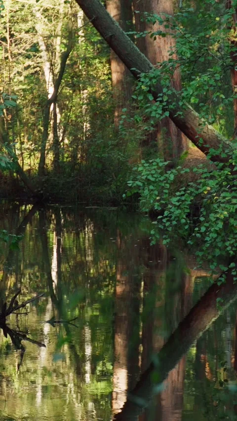 A freshwater river flowing through the forest. The movement of water. Stock Footage 292600925