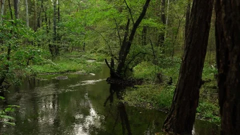 A freshwater river flowing through a forest. Stock Footage 317253142