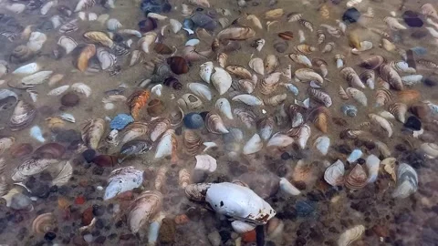 Freshwater River Shells Under Flowing Water, Natural Underwater Scene Stock Footage 342290599