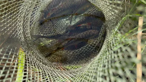 Freshwater Roach in a Keepnet Beside a Sunlit Summer River Video stock 340344839