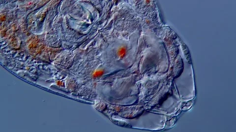 Freshwater Rotifer under microscopy view Vidéo 310313268
