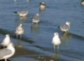 Freshwater Seagulls on Shore Footage