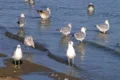 Freshwater Seagulls on Shore Footage
