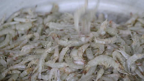 Freshwater shrimp falling in slow motion Stock Footage 340301734