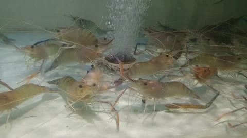 Freshwater shrimp Stock Footage 130372018