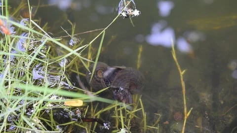 Freshwater snail mating Stock Footage 90786171