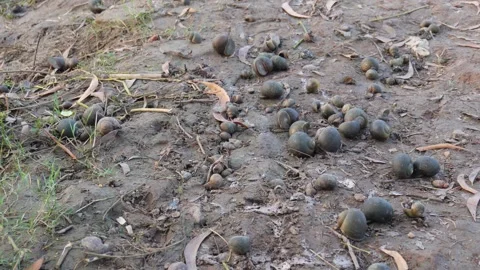 Freshwater Snail Shell Cluster 스톡 동영상 329384623