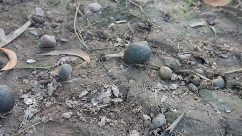 Freshwater Snail Shells Vídeo Stock 329384637