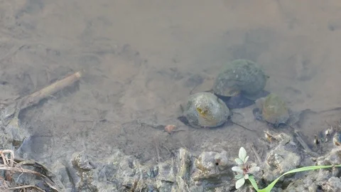 Freshwater snails crawling Stock Footage 111766799
