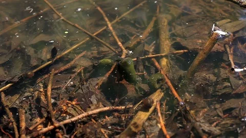 Freshwater Snails 库存影片 87091956