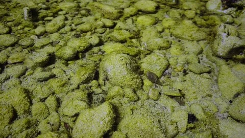 Freshwater Snails in an Isolated Pool During Severe Drought in Bavaria Stock Footage 342993183