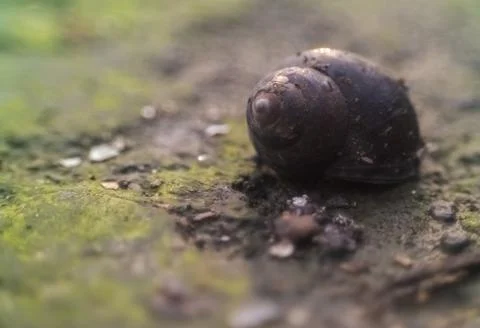 Freshwater snails Stock Photos