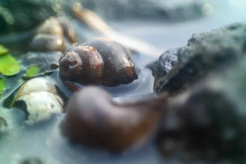 Freshwater snails Stock Photos