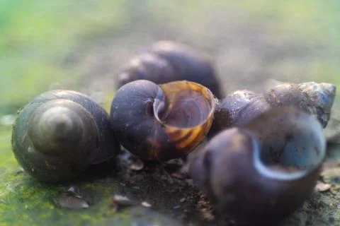 Freshwater snails Stock Photos