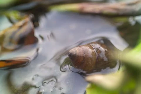 Freshwater snails Stock Photos