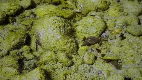 Freshwater Snails in a Shallow Residual Pool of the Mangfall River Stock Footage 342993142