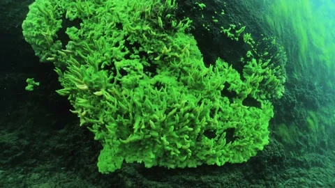 Freshwater Sponge 動画素材 220344794