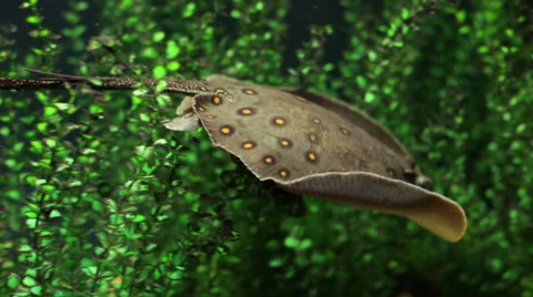 Freshwater stingray Stock Footage 27434690