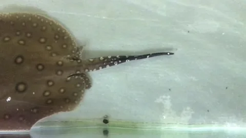 Freshwater stingrays Stock Footage 239026884