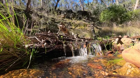 Freshwater Stream Cascading Over Fallen Log in Outback Bushland Video stock 345101909