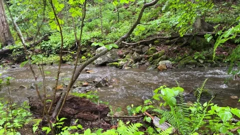 Freshwater Stream Flowing Through Lush Woodland in New Jersey Stock Footage 340566710