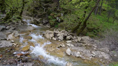 Freshwater stream flowing through rocks in a green forest in Kavacik, Izmir Video stock 335230165
