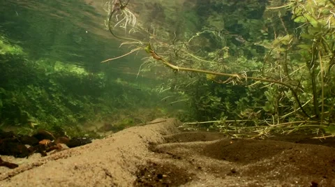 Freshwater stream underwater Stock Footage 59882937