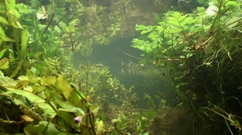 Freshwater stream underwater Stock Footage 59882959