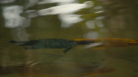 Freshwater Turtle and Koi Fish Swimming Together in Pond Stock Footage 331149161