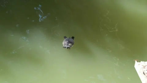 Freshwater turtle basking in a pond Stock Footage 227686401