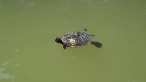 Freshwater turtle basking in a pond Stock Footage 227686454