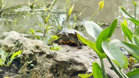 A Freshwater Turtle Basks on a Mossy Rock Beside a Calm Pond Stock Footage 335915043