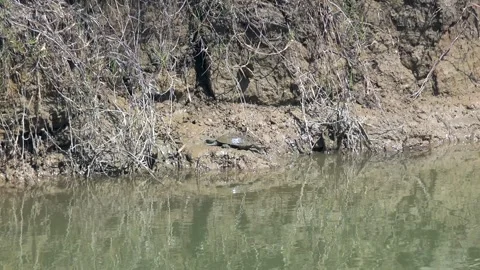 A freshwater turtle basks on a muddy shore - Wetland Turtle and Water Surface Stock Footage 339818717