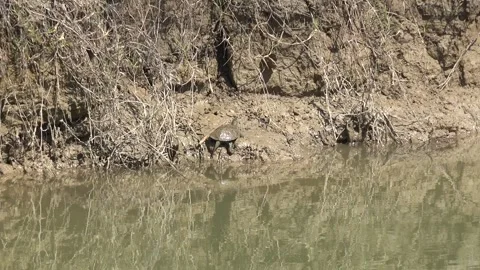 A freshwater turtle basks on a muddy shore - Turtle Behavior and Water Surface Stock Footage 339818724