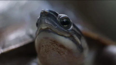 Freshwater Turtle Close Up Looking Up Breathing Neck Stock Footage 275335442