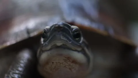 Freshwater Turtle Close Up Looking Forward and Side Head Profile Breathing Neck Stock Footage 275335449