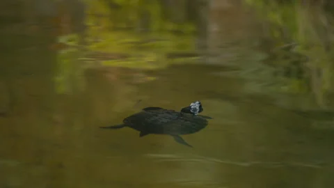 Freshwater Turtle Floating on Calm Pond Surface Before Diving 스톡 동영상 331149486