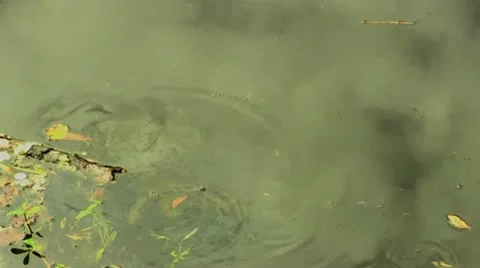 Freshwater Turtle 스톡 동영상 12357150