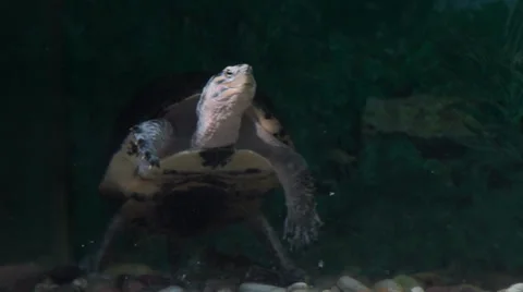 Freshwater turtle Video stock 35478140