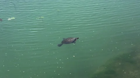 Freshwater turtle. Stock Footage 200110713