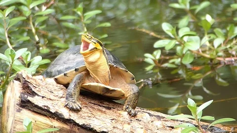 Freshwater turtle on a log in a pond Stock Footage 116332998