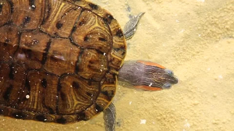 A freshwater turtle in a pond captures fish and eats it. Chrysemys scripta Stock Footage 248821997