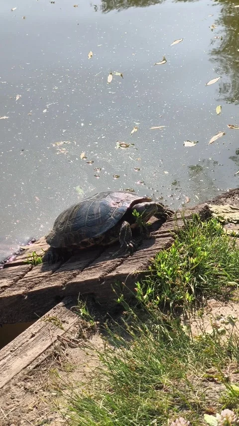 A freshwater turtle resting on a fallen log beside a pond Stock Footage 341949918