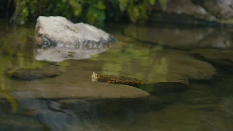 Freshwater Turtle Resting in Shallow Pond Near Rock Stock Footage 331148868