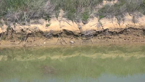 Freshwater turtle suns itself on a muddy creek bank beside still shallow water Video stock 339818768