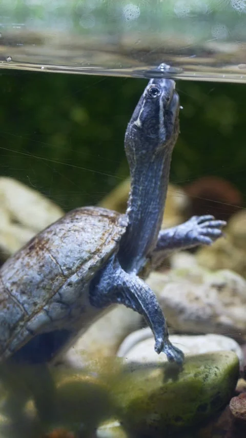 Freshwater turtle surfacing and breathing air in water environment, reptile Stock Footage 333626332