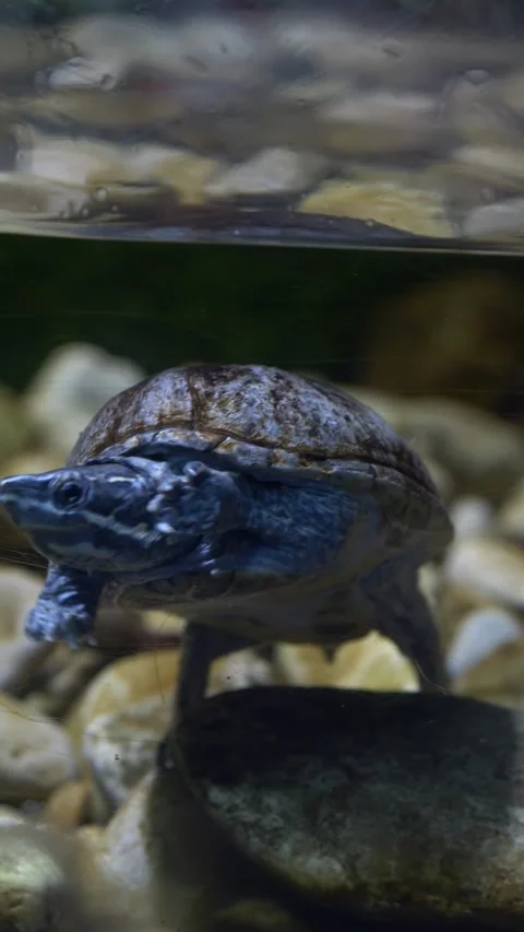 Freshwater turtle surfacing for breathing in clear water, reptile behavior for Stock-Footage 333626358