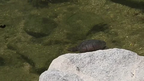 Freshwater Turtle Swimming Between Rocks and Hiding Under a Rock Видео 341801066